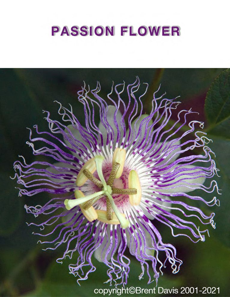 PASSION FLOWER