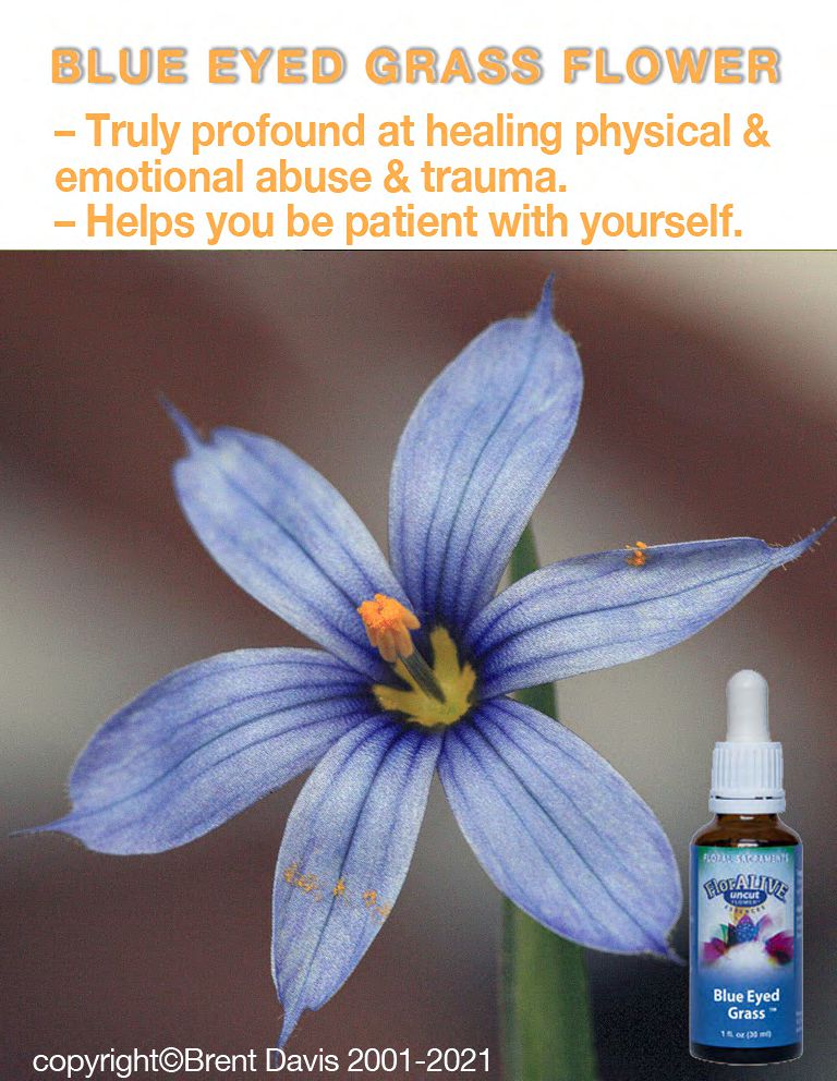 Blue Eyed Grass™