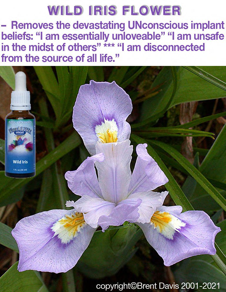 Wild Iris