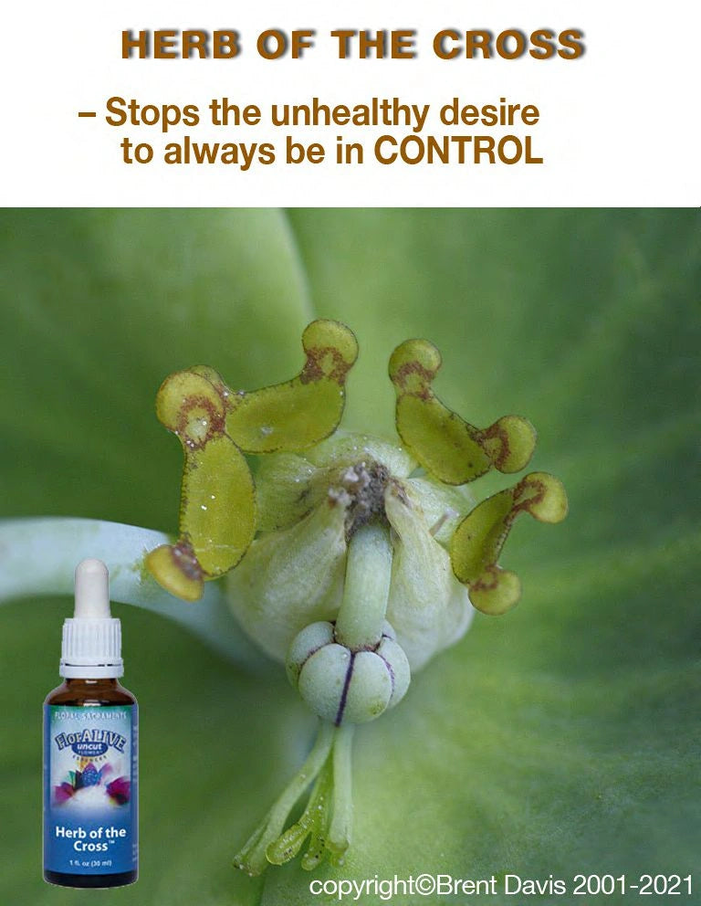 Herb of the Cross™