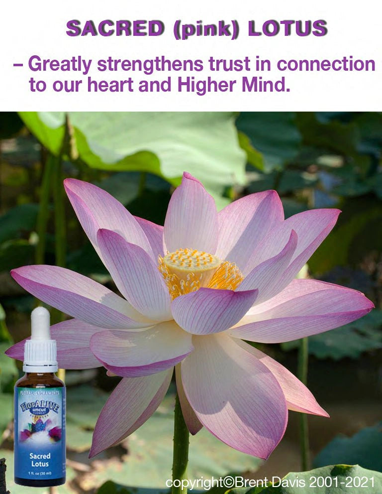 Sacred Lotus