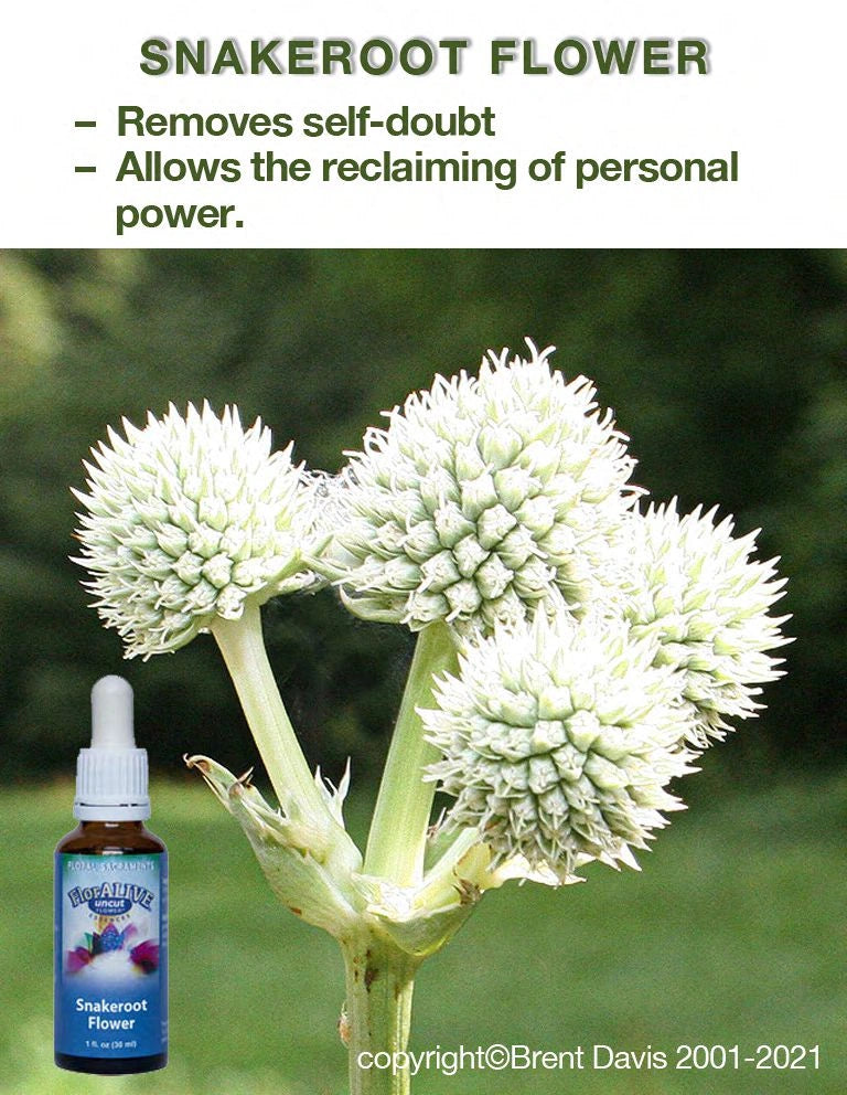 Snakeroot Flower