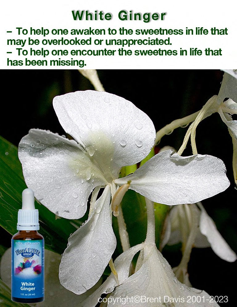 White Ginger