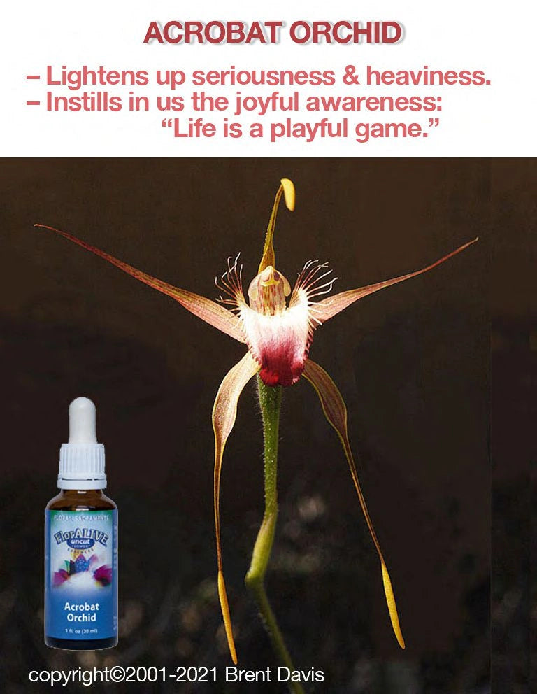 Acrobat Orchid