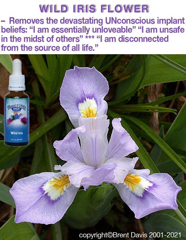 Wild Iris