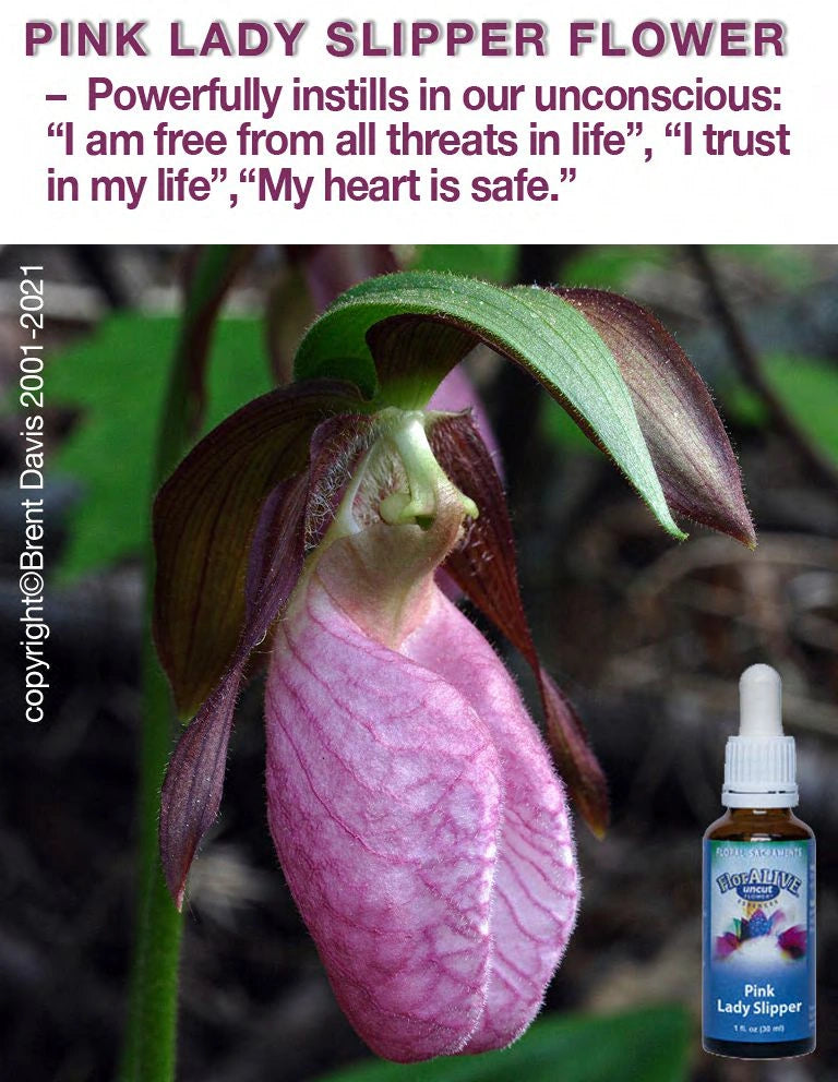 Pink Lady Slipper