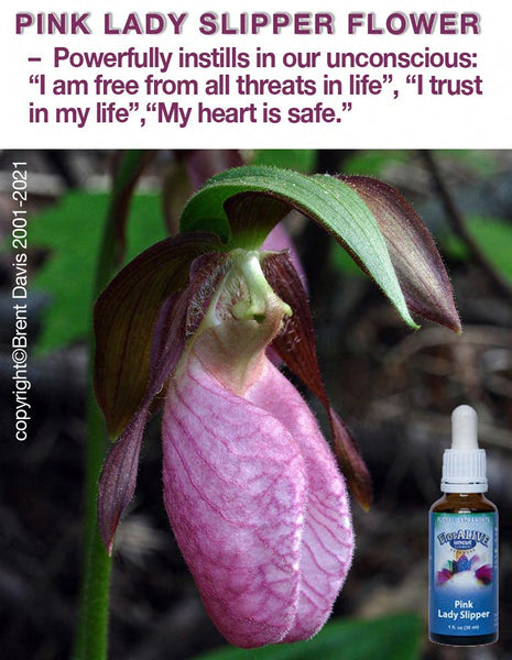 Pink Lady Slipper – FlorAlive - Main Image