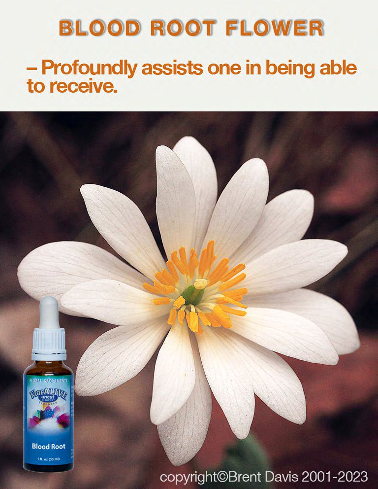 Blood Root FlorAlive