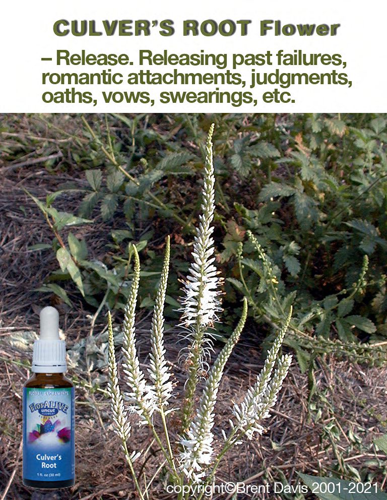 Culver's Root Flower