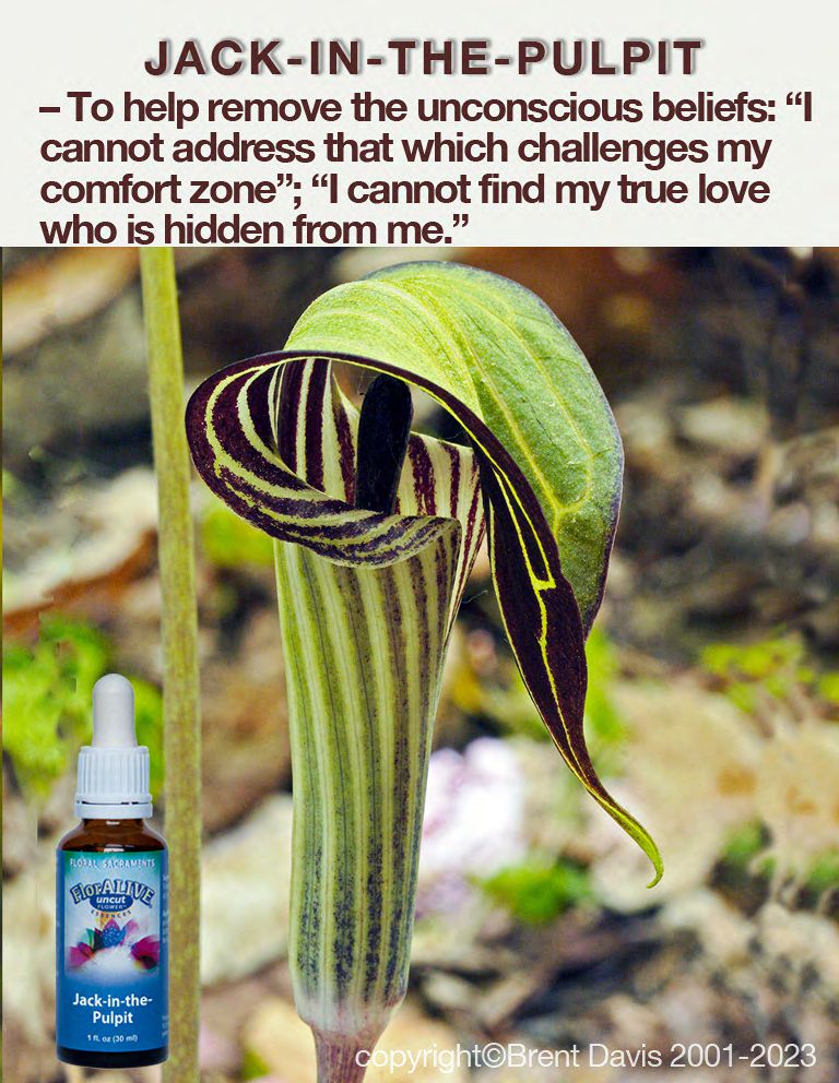 Jack-In-The-Pulpit