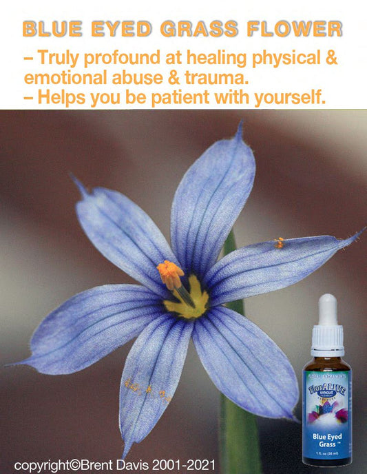 Blue Eyed Grass